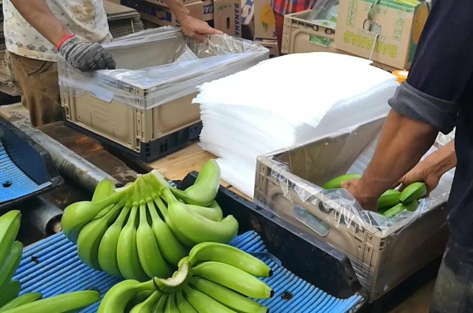 最新の企業ブログについて バナナ 農場 から 世界 的 な 農業 に:再利用 できる プラスチック 箱 が 進化 し て いる 様